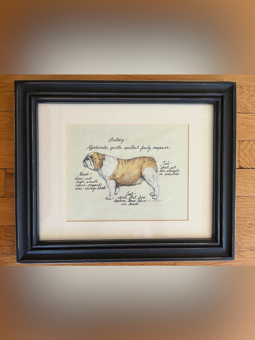 Framed Bulldog Illustration - Black Frame with Cream Mat